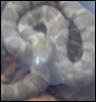 what is this snake