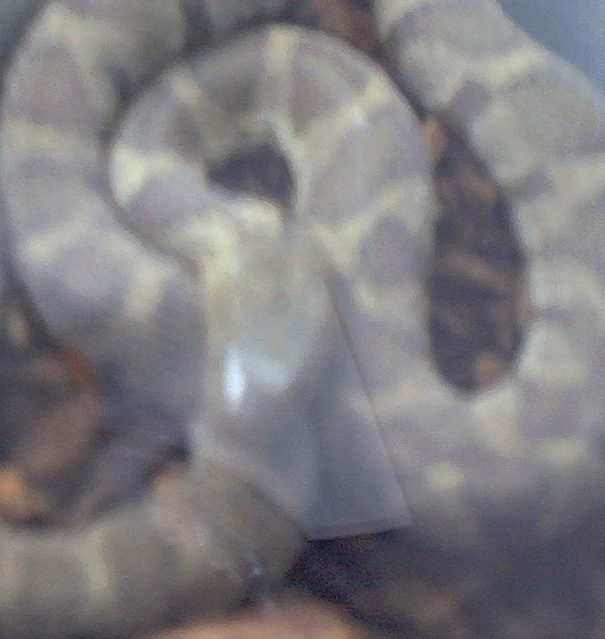 what is this snake