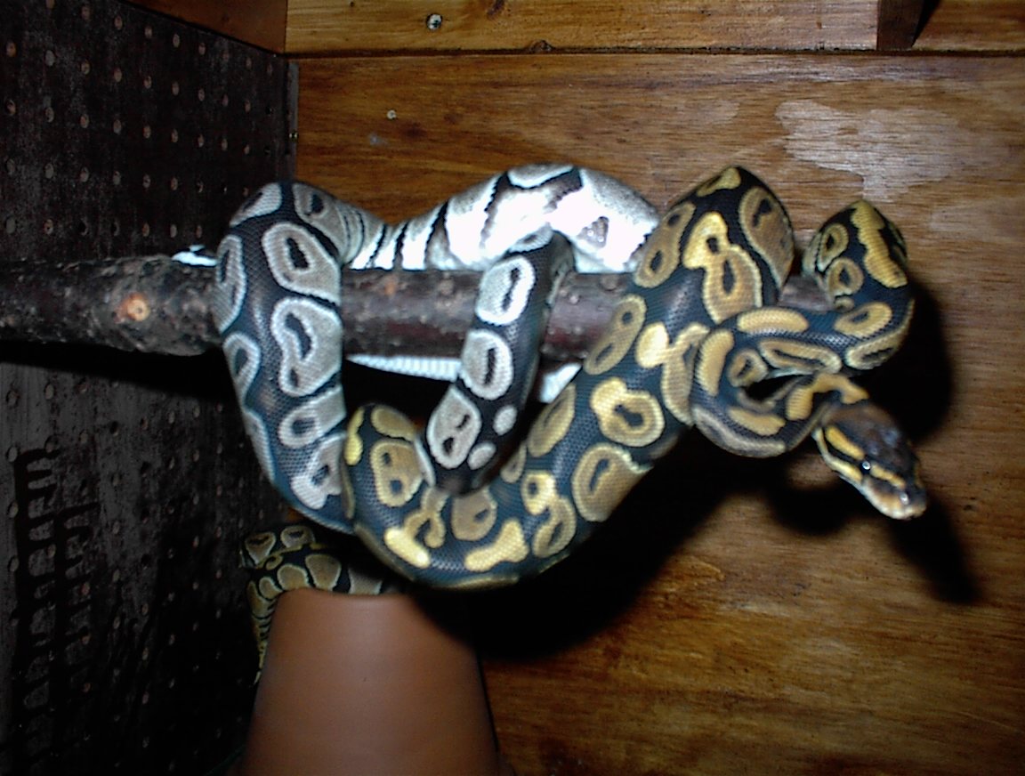 Axanthic and het