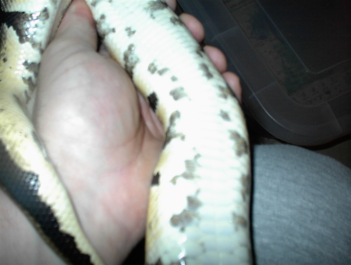 Pastel belly