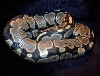 A Nice Het