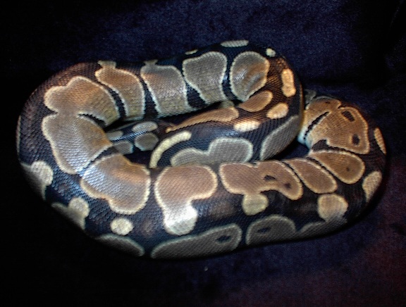 A Nice Het