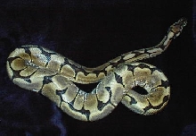 A New Spider Female