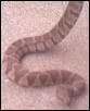 water snake?