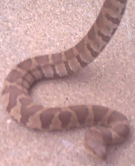 water snake?