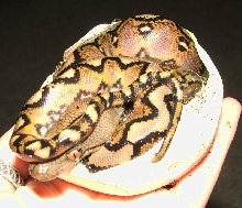 Sunfire Retic