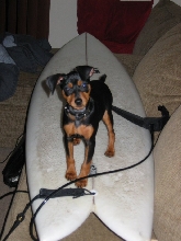 Surfing Min Pin. . .Sort Of