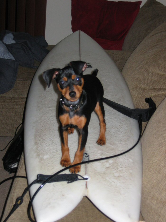 Surfing Min Pin. . .Sort Of