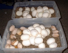 Eggs!