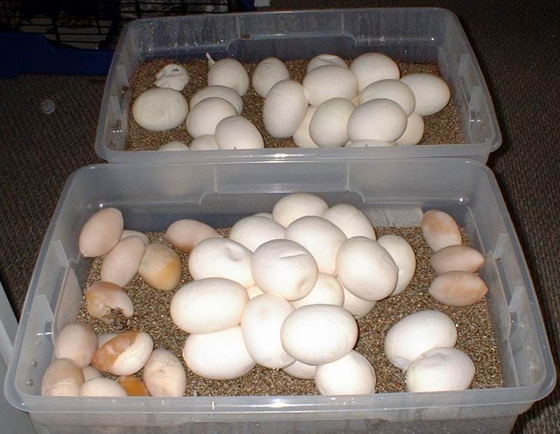 Eggs!