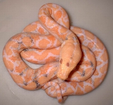 NERD PARADOX ALBINO