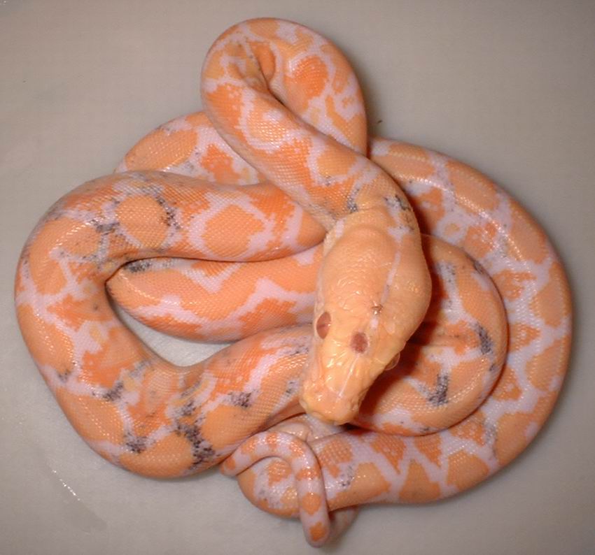 NERD PARADOX ALBINO