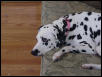 Maggie