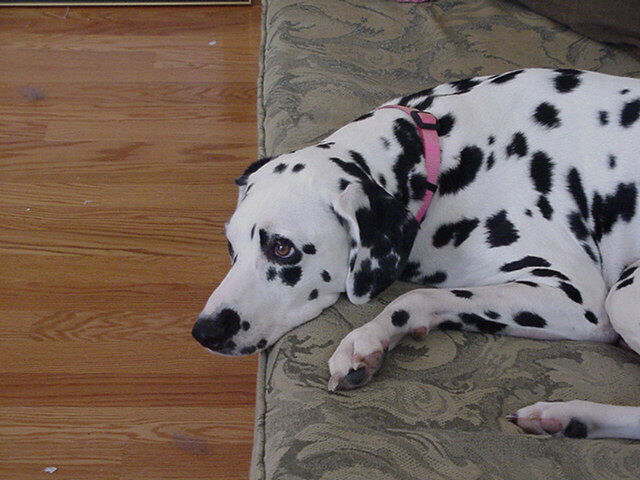 Maggie