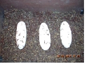 V.Jobiensis eggs!