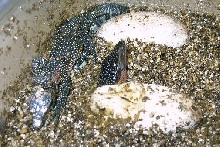 3 egg clutch hatching