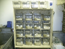 death row mouse rack
