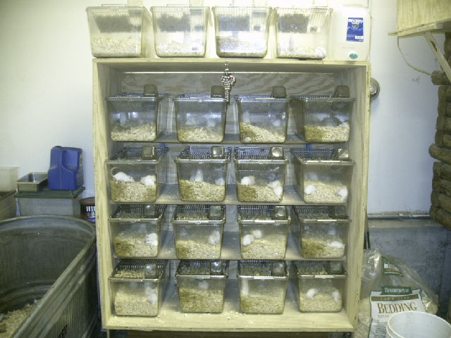 death row mouse rack