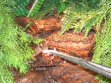 peachthroat eating