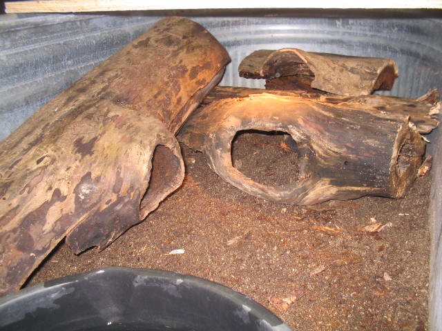 Jobiensis enclosure before plants 1