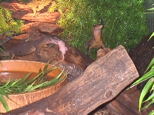 V.Jobiensis feeding