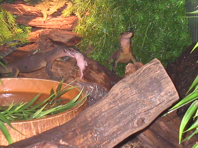 V.Jobiensis feeding