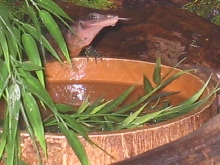 V.Jobiensis drinking