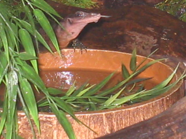 V.Jobiensis drinking