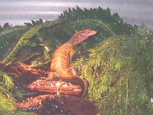 V.Jobiensis basking