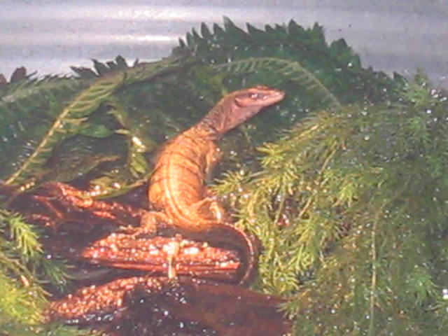 V.Jobiensis basking