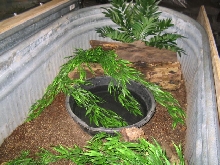 Jobiensis planted 2