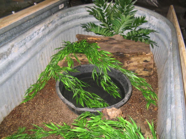 Jobiensis planted 2