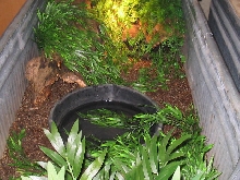 Jobiensis enclosure after plants