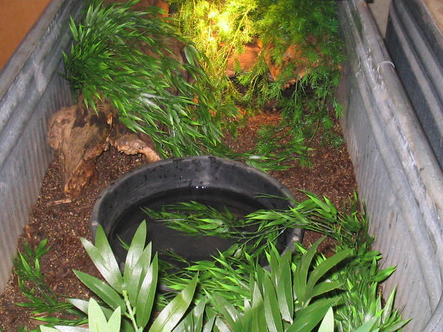Jobiensis enclosure after plants