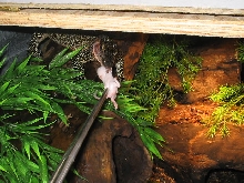 New Jobiensis feeding