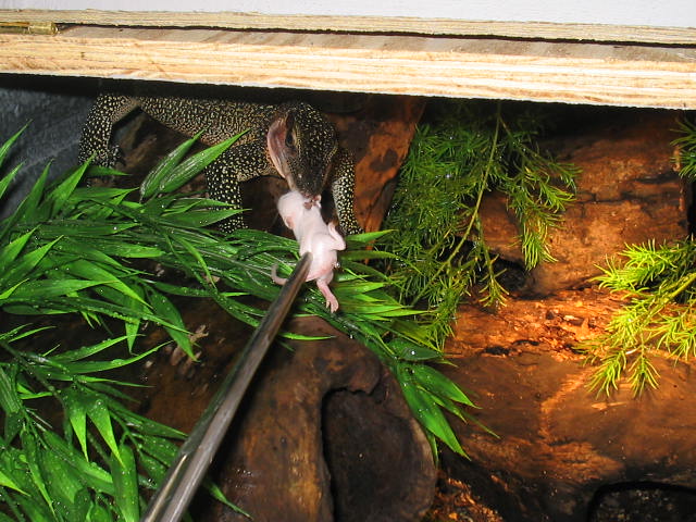 New Jobiensis feeding