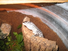 V.Similis