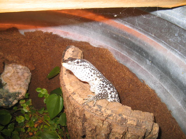 V.Similis