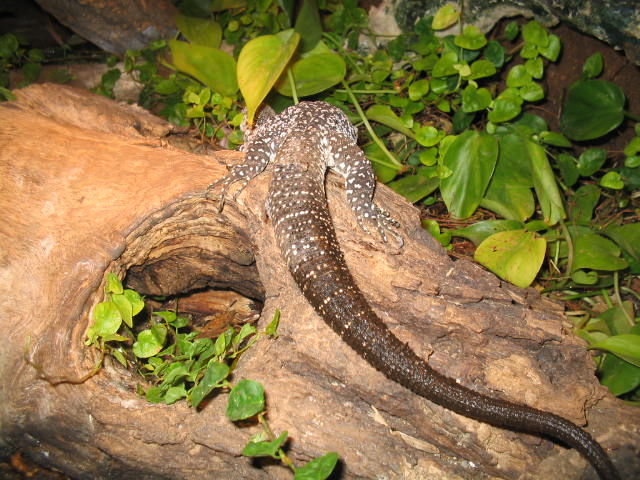 Similis tail shot