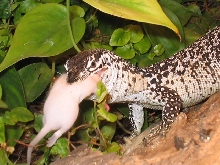 Similis Eating