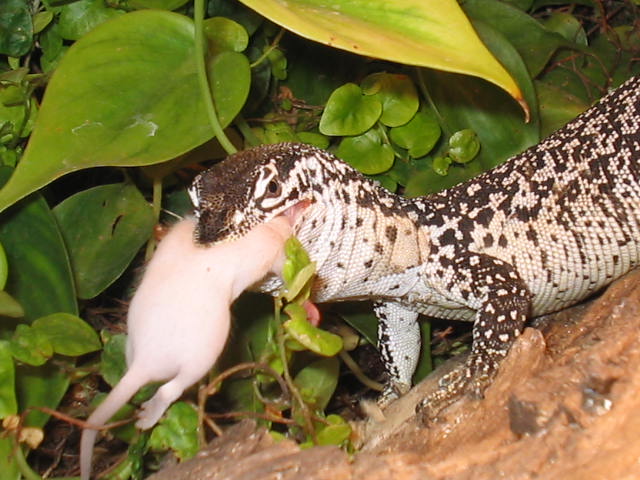 Similis Eating