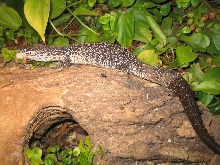 Similis full body