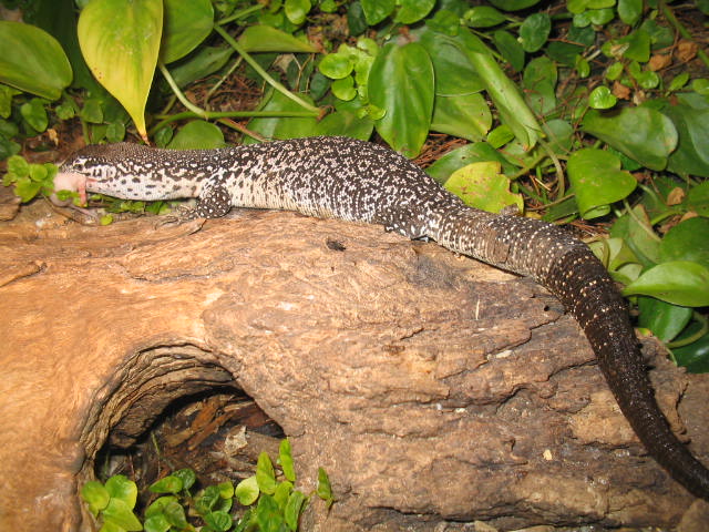 Similis full body