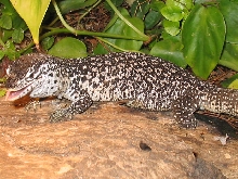 V.Similis