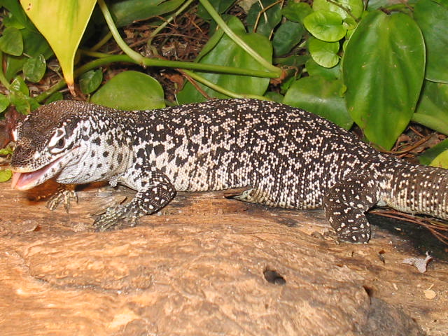V.Similis