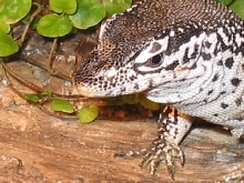 Similis face shot