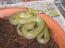 Senticollis triaspis intermedia male
