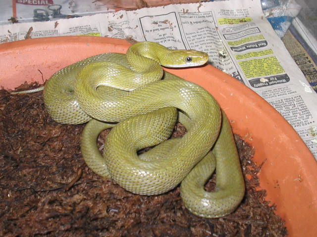 Senticollis triaspis intermedia male