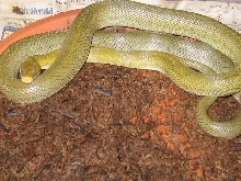 Senticollis triaspis intermedia female