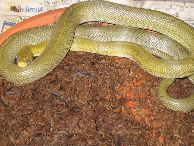 Senticollis triaspis intermedia female